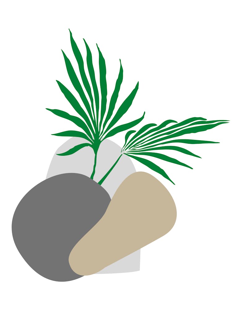 Palm Tree And Rocks