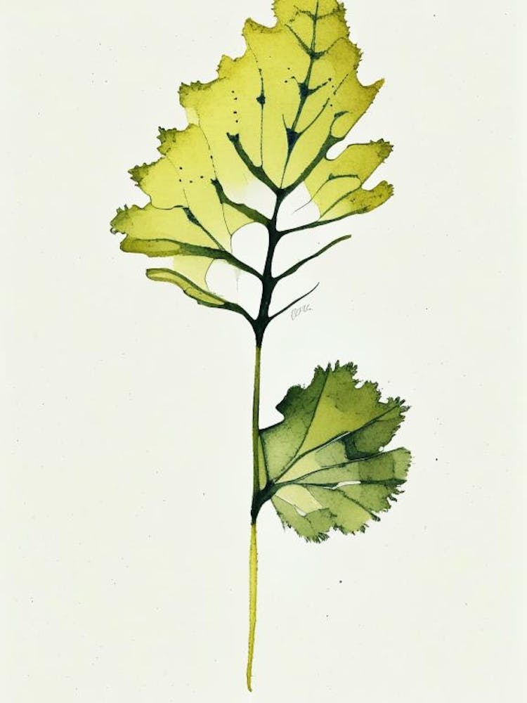 Wild Mustard Leaf Minimalist Watercolour 1