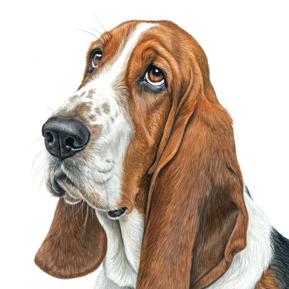 Basset Hound Dog Portrait