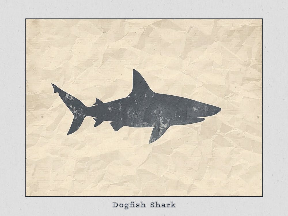 Dogfish Shark Silhouette 6 Poster