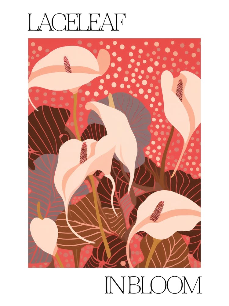 Laceleaf In Bloom Flowers Bold Illustration 1