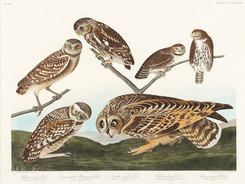 Burrowing Owl, Birds Of America, John James Audubon