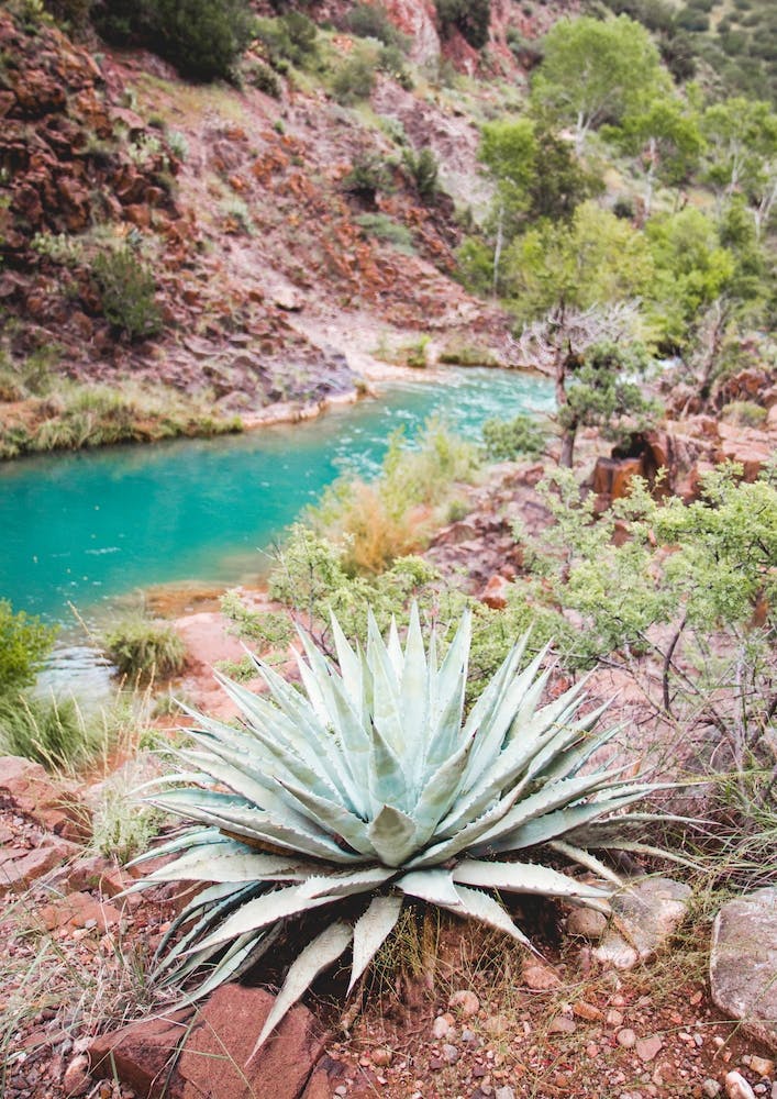 Turquoise Cactus River