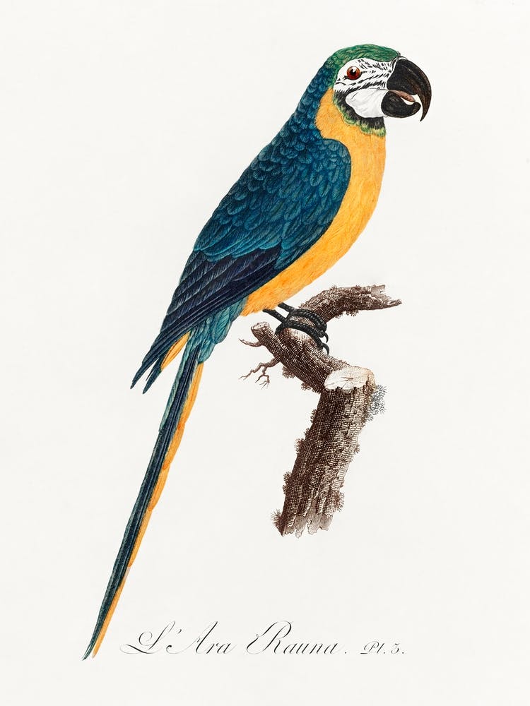 Blue & Yellow Macaw From Natural History Of Parrots, Francois Levaillant
