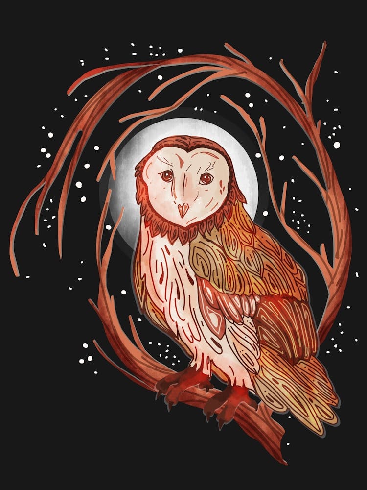 Nocturnal Barn Owl