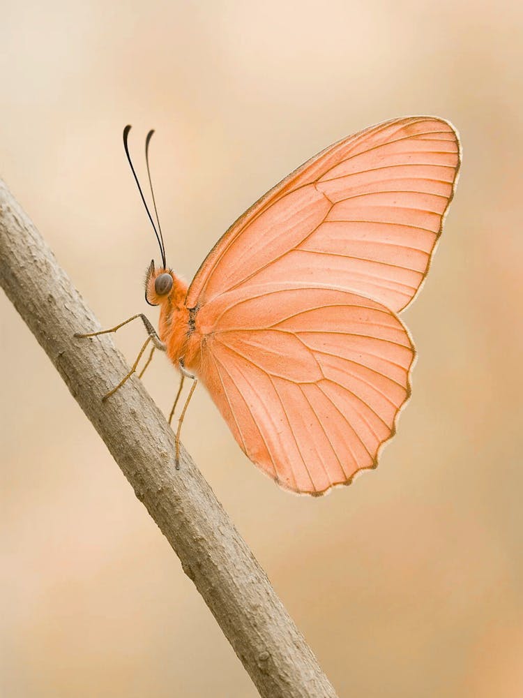 Butterfly On A Branch 5