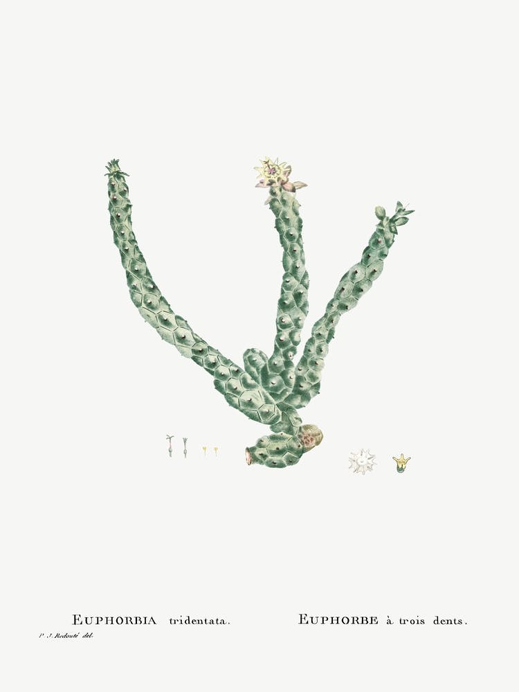 Euphorbia Tridentata, Pierre Joseph Redoute