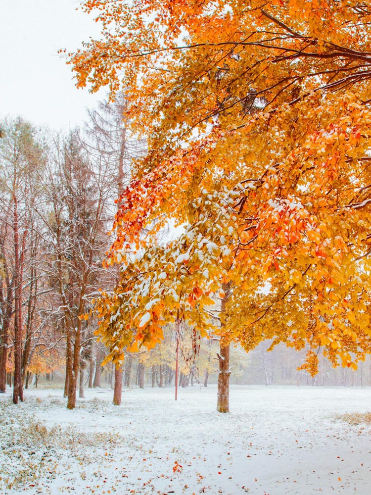 Autumn Leaves In The Snow