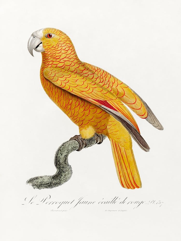 The Parrot Of Paradise Of Cuba From Natural History Of Parrots, Francois Levaillant
