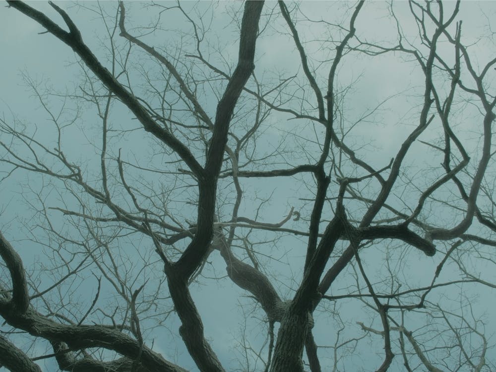 Bare Tree Branches In The Fog