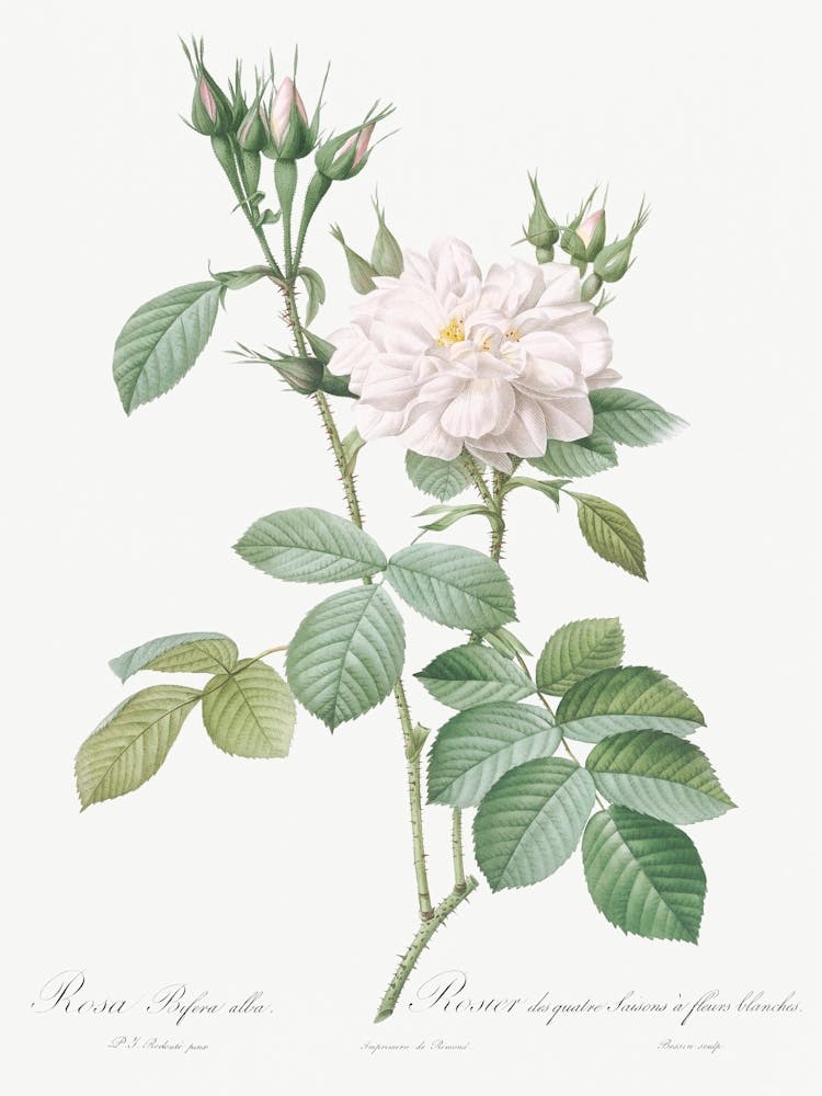 Autumn Damask Rose, Pierre Joseph Redoute