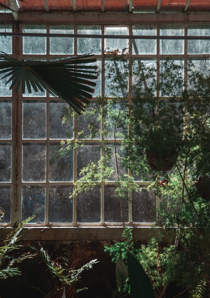 Window In Greenhouse