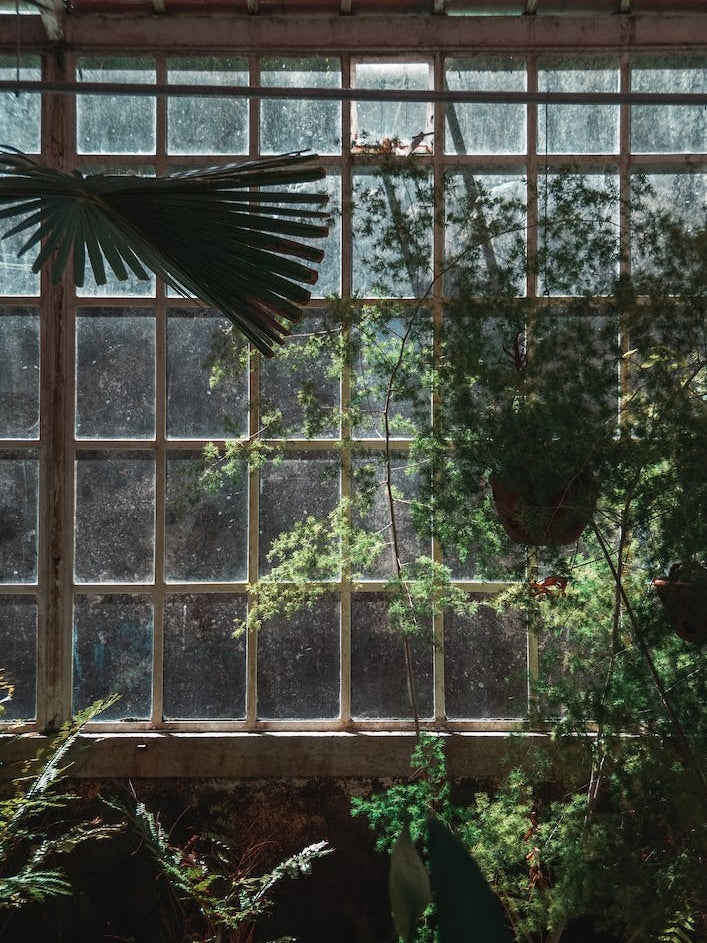 Window In Greenhouse