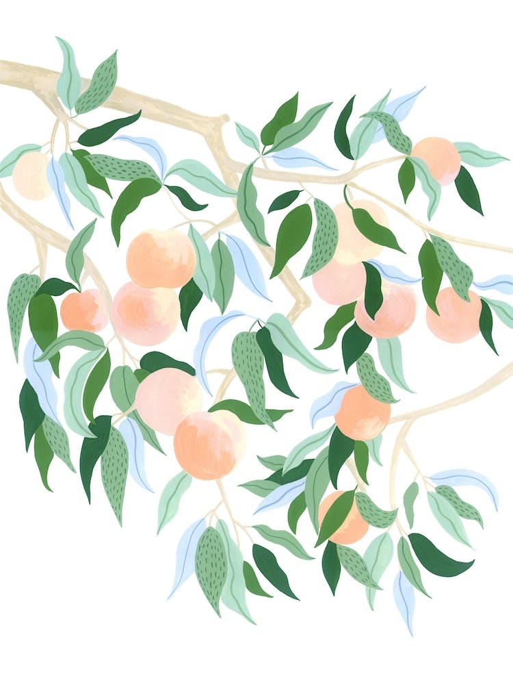 Mediterranean Plant Peach Tree Botanical Painting