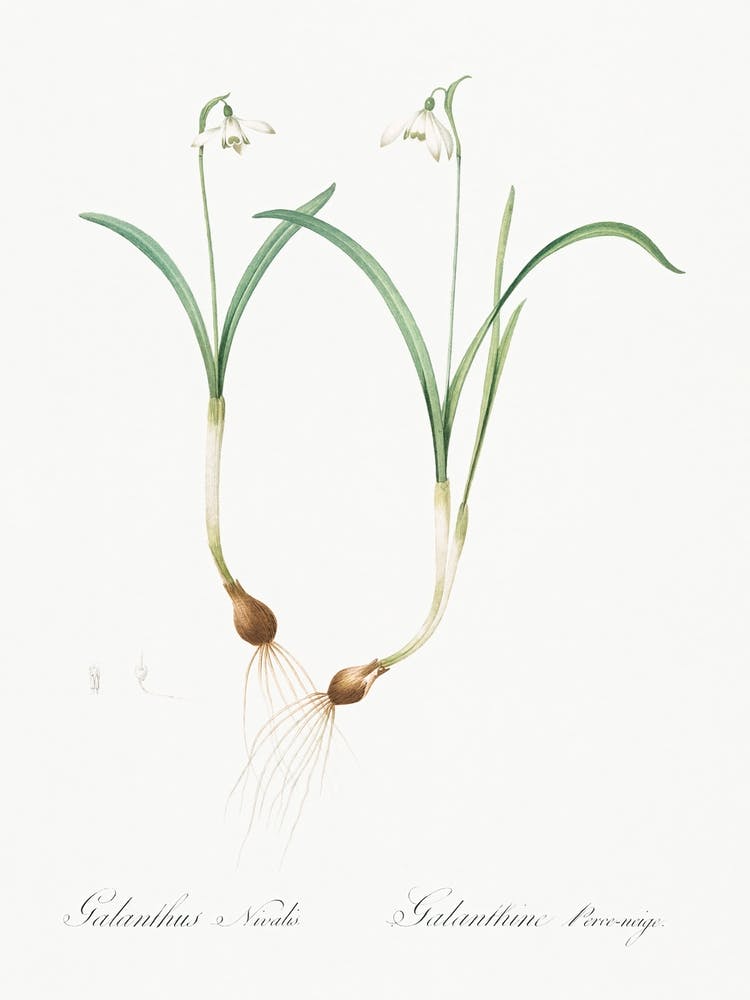 Snowdrop, Pierre Joseph Redoute