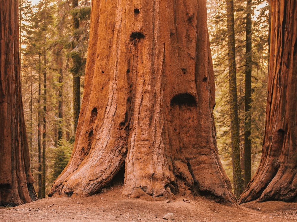 Redwood Forest California