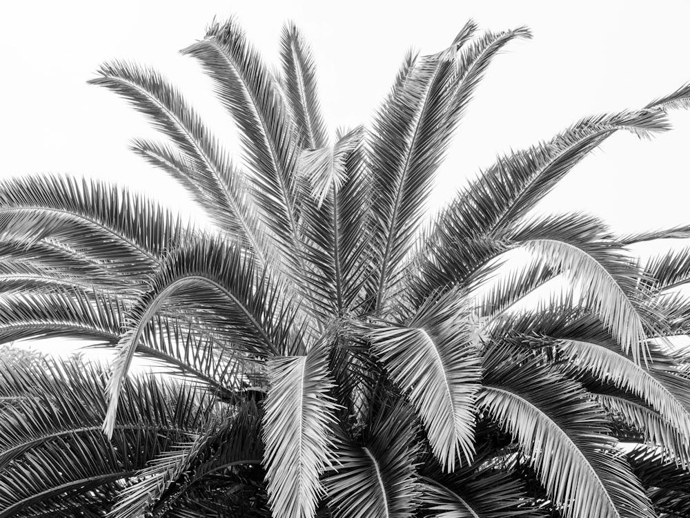 Black and white palmtree in Spain - nature and travel photography by Christa Stroo Photography
