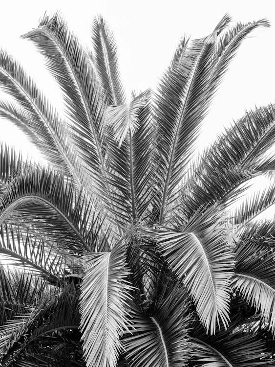 Black and white palmtree in Spain - nature and travel photography by Christa Stroo Photography