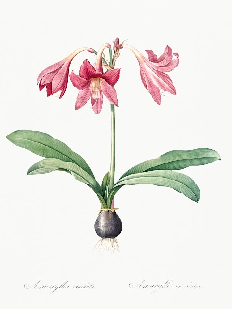 Netted Veined Amaryllis (1805), Pierre Joseph Redoute