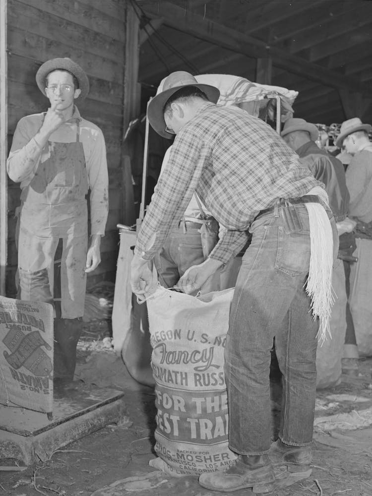 Sewing Up Sack Of Potatoes, Klamath County, Oregon By Russell Lee