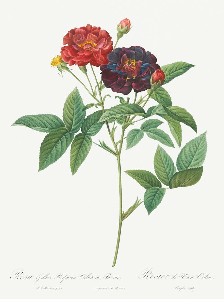 Rose Of Van Eeden, Pierre Joseph Redoute