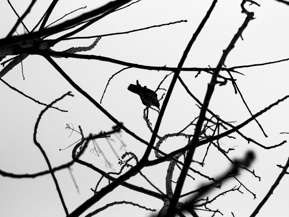 Crow On Tree Branches 1