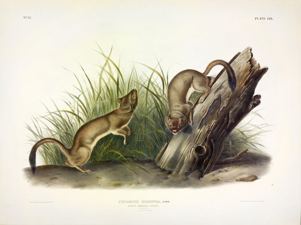 White Weasel, John James Audubon
