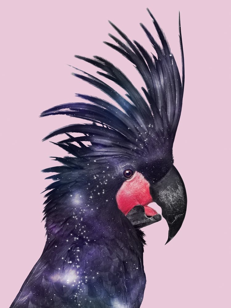 Galaxy Bird