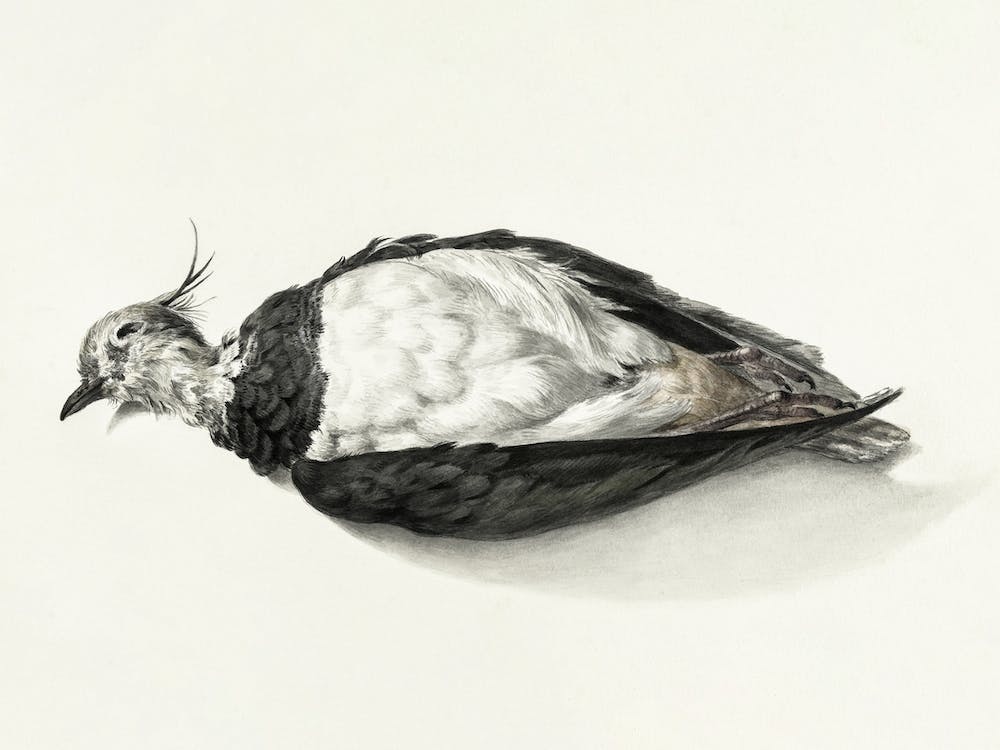 Dead Lapwing, Jean Bernard