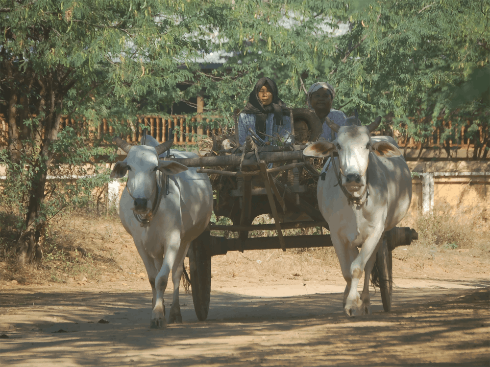 Two Oxen Pulling A Cart, Myanmar
