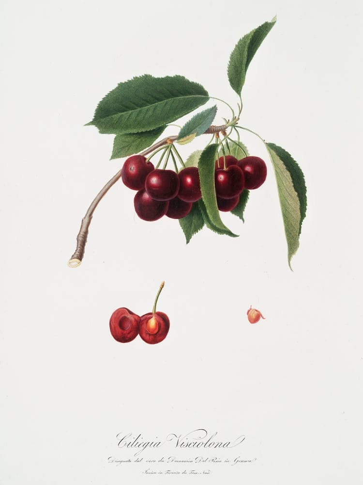 Cherry (Cerasus Visciola) From Pomona Italiana (1817 - 1839), Giorgio Gallesio