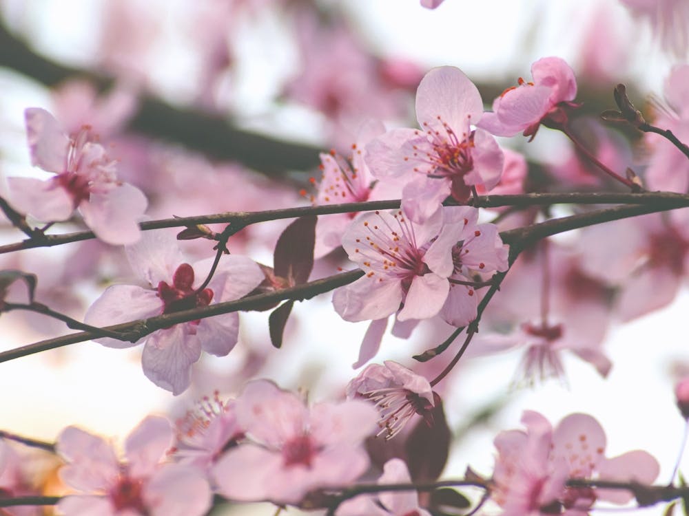 Cherry Blossoms. Sakura