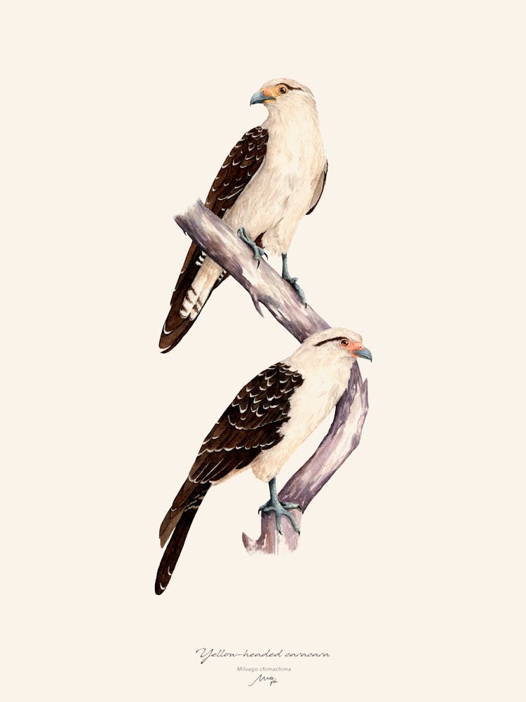 Yellow Headed Caracara Par