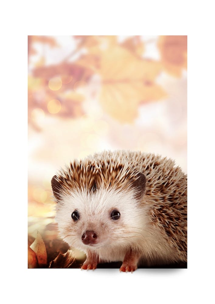 Hedgehog