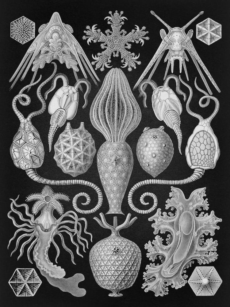 Vintage Haeckel 15 Tafel 95 Urnensterne