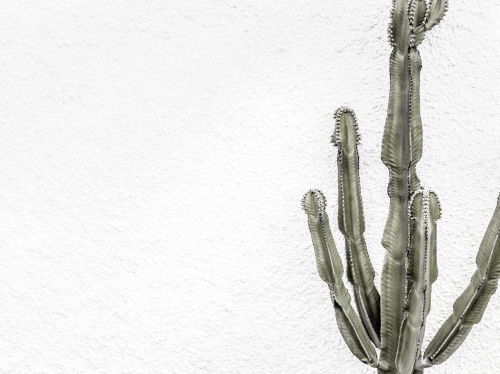 Green Cactus_2251410