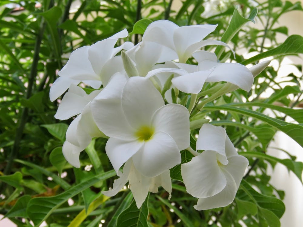 Tropical White Flora Flowers Maldives