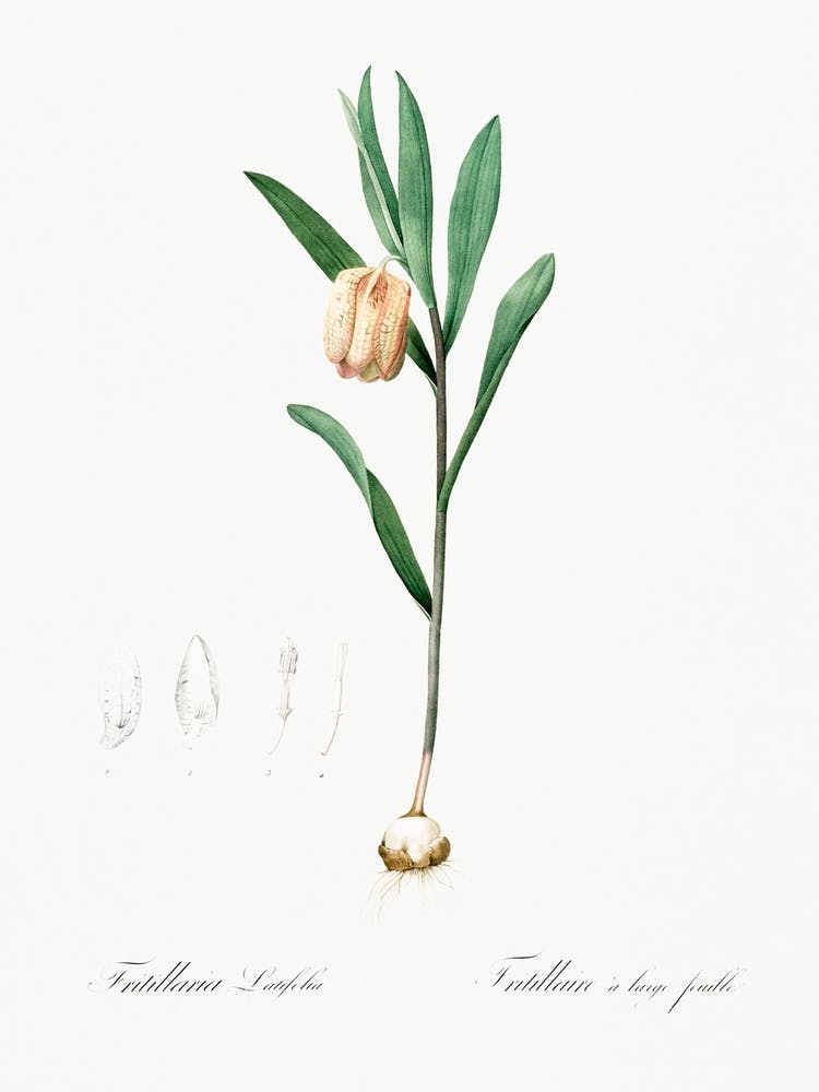 Fritillaria Latifolia Illustration From Les Liliacées (1805), Pierre Joseph Redoute