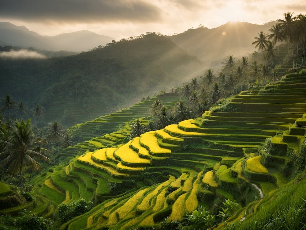 Rice Terraces In Bali