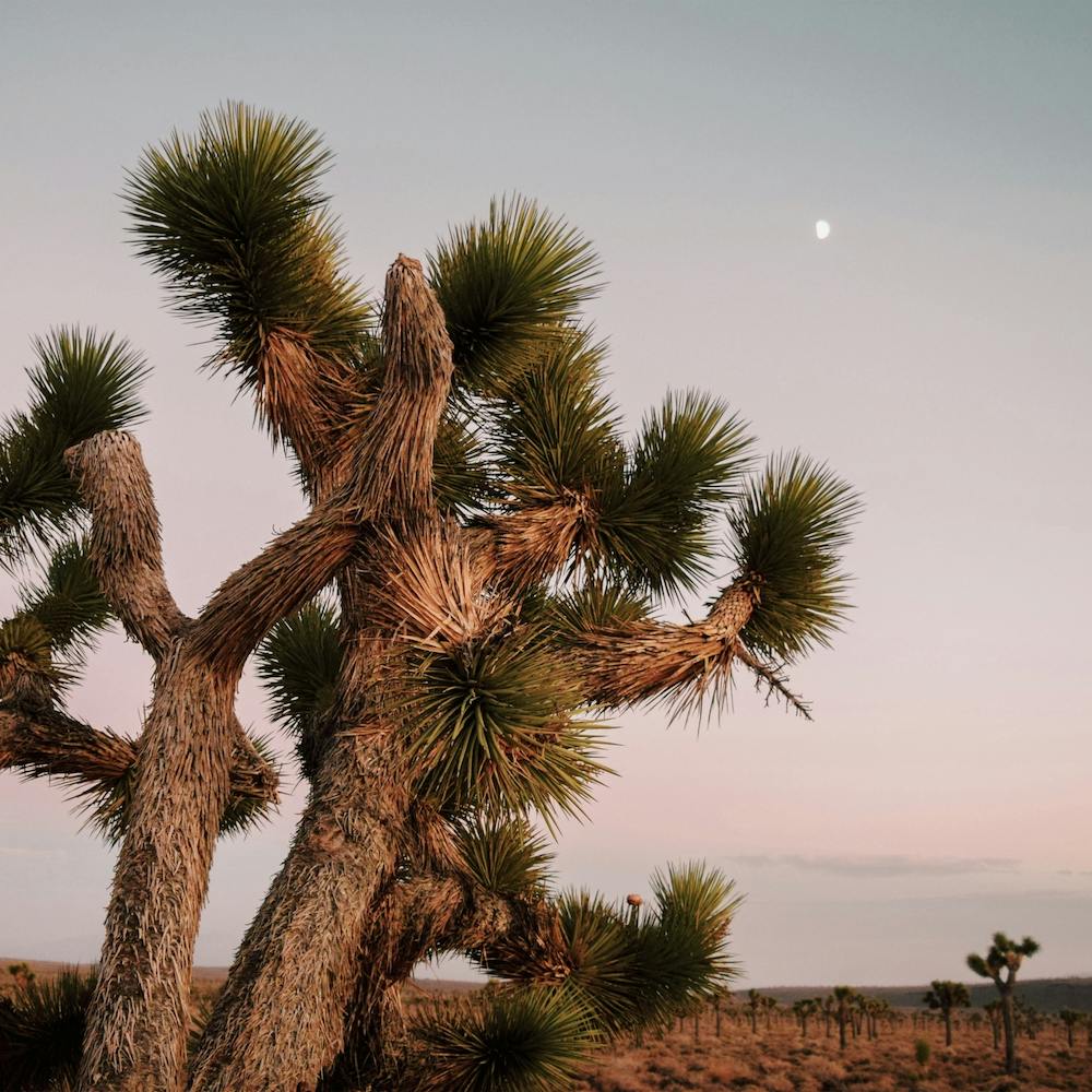 Pastel Joshua Tree Sunset