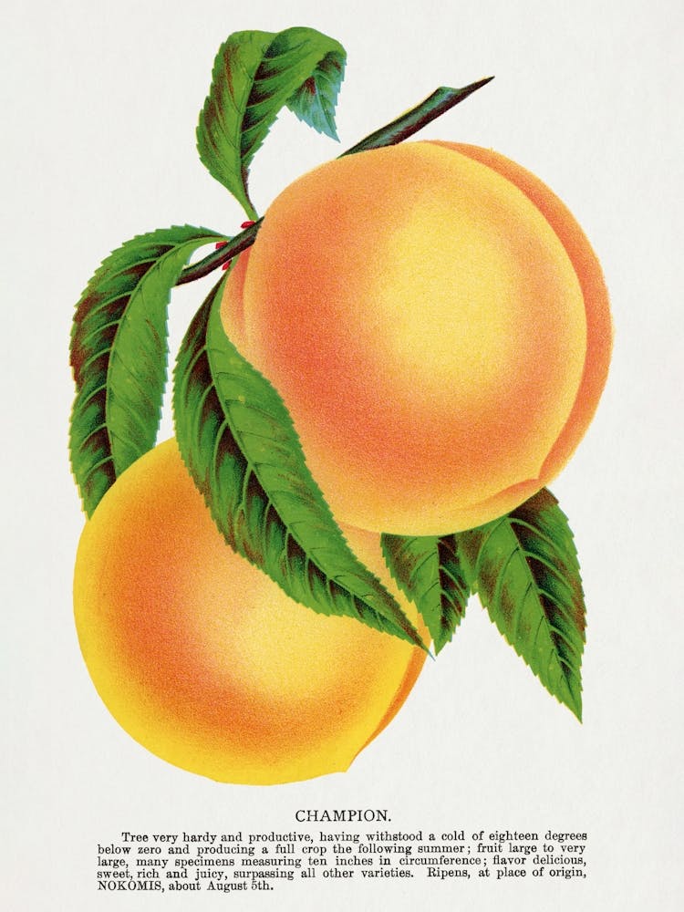Vintage Botanical _2697927