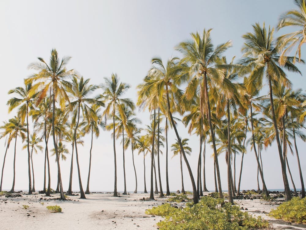 Summer Palm Trees