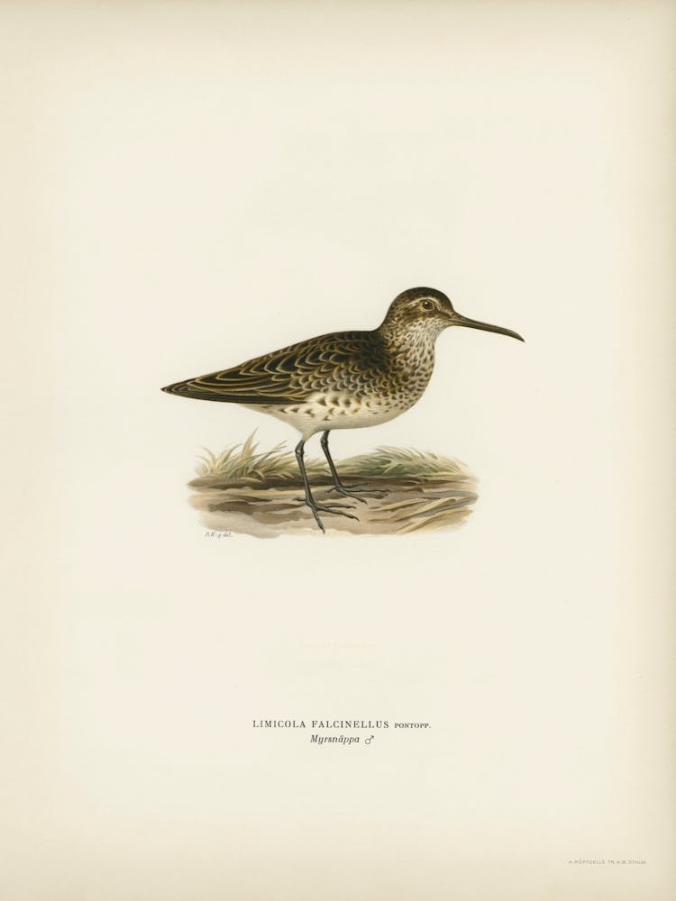 Broad Billed Sandpiper, The Von Wright Brothers