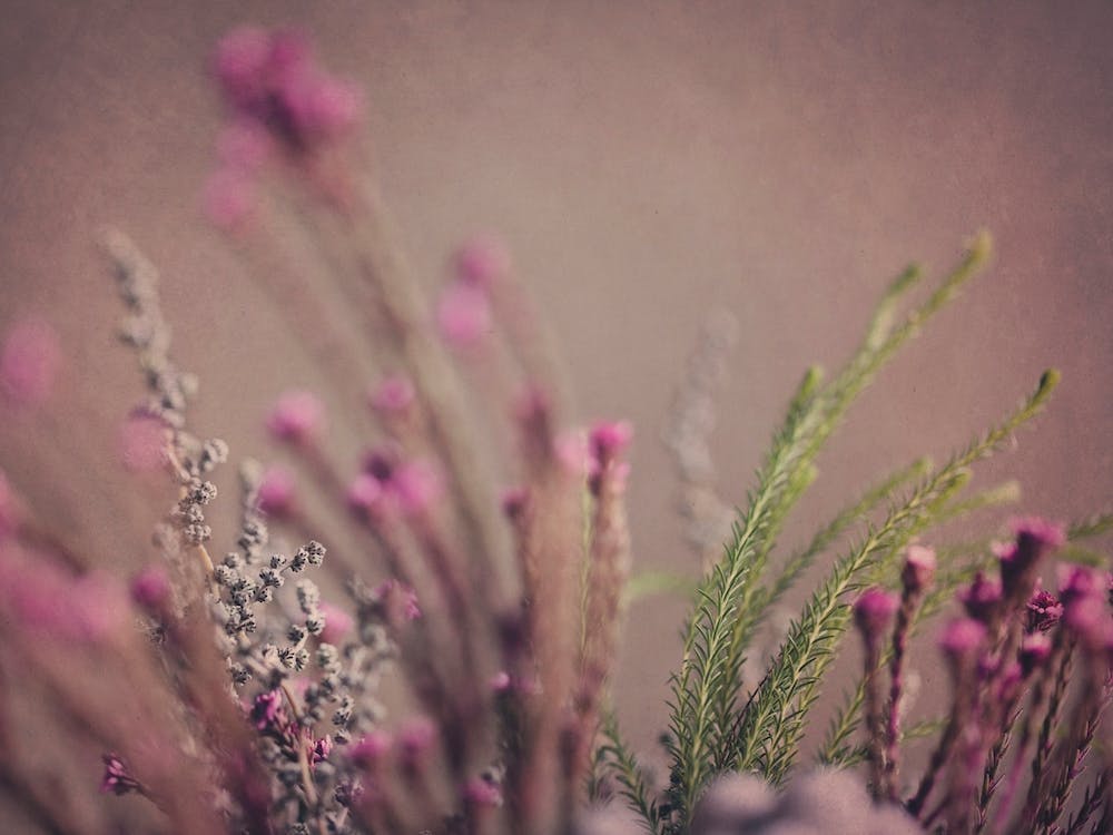 Warm Fynbos 4