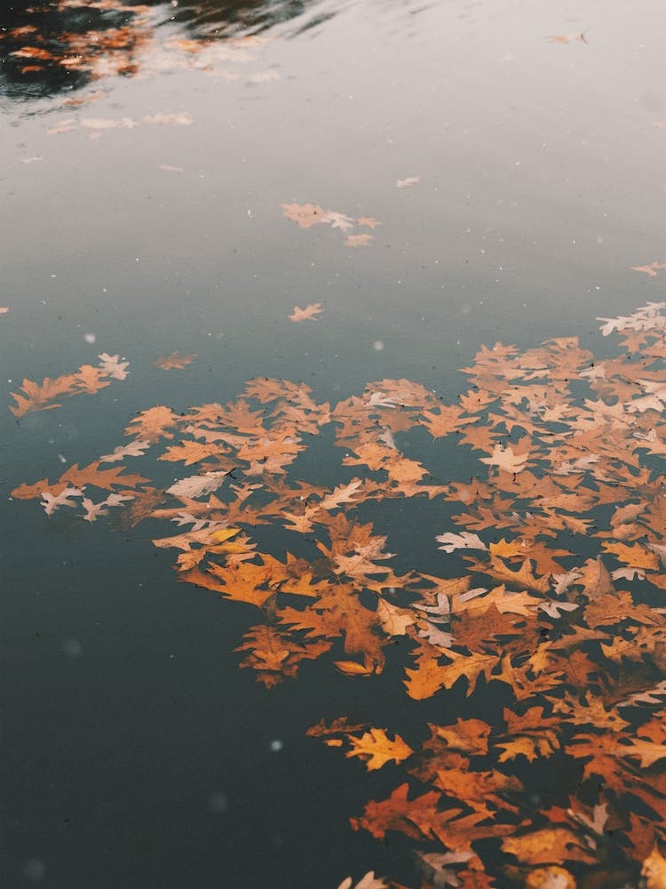 Autumn Leaves On Pond