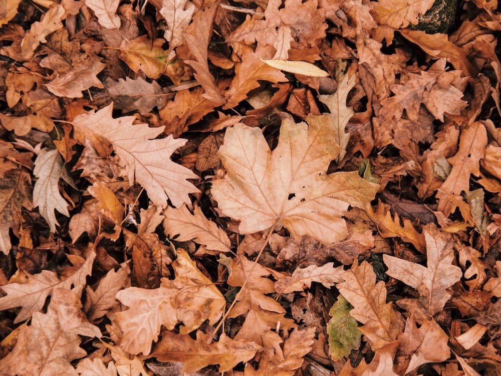 Leaves On Forest Floor