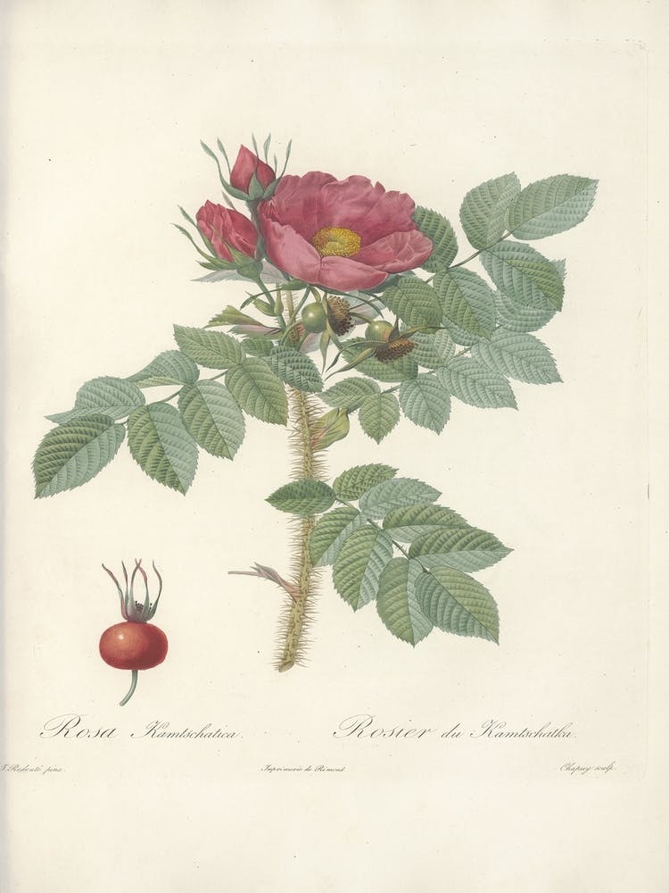 Rose Illustration, Pierre Joseph Redoute, Pierre Joseph Redoute(125)