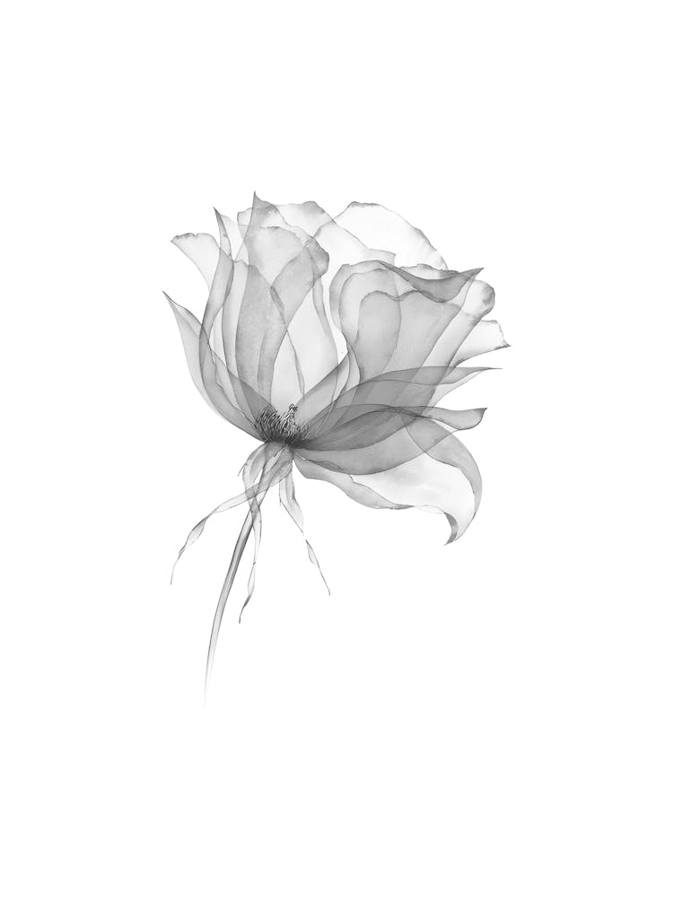 Black And White Rose