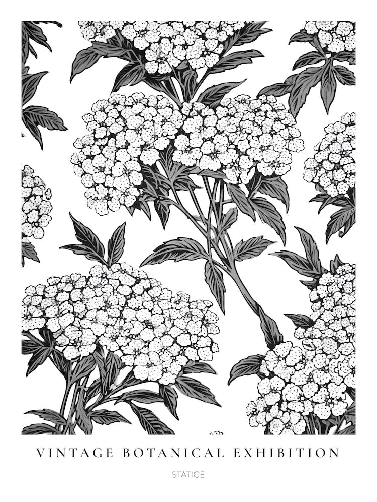 Statice B&W Vintage Botanical Poster