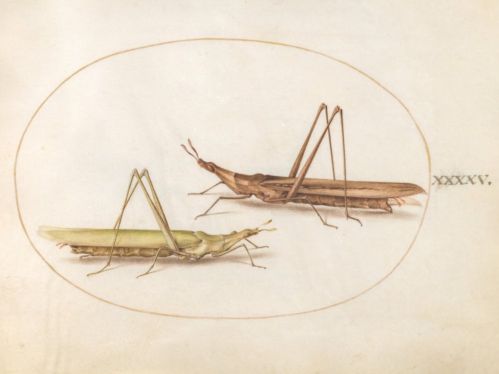 Two Grasshoppers, Joris Hoefnagel